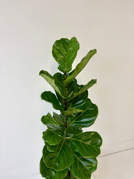 Fiddle Leaf Fig (Ficus Lyrata) - Premium Statement Indoor Tree