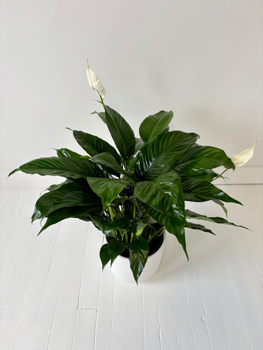 Peace Lily (Spathiphyllum) - Air-Purifying Flowering Plant