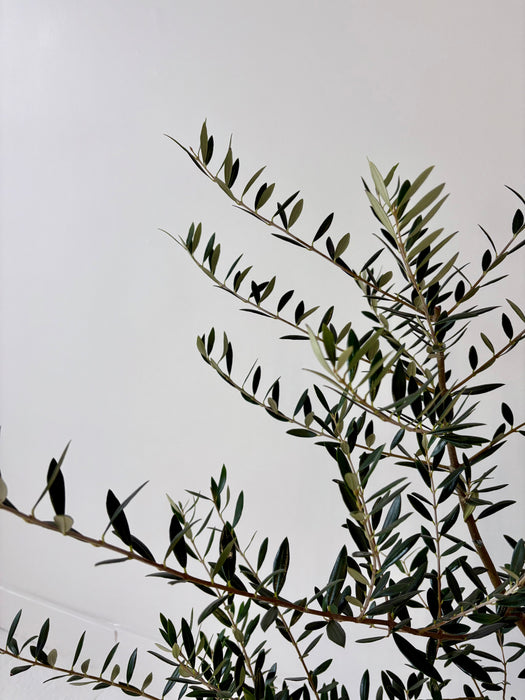 Olive Tree (Olea Europaea) - Mediterranean Statement Tree
