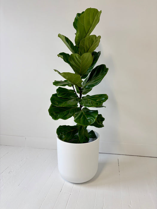 Fiddle Leaf Fig (Ficus Lyrata) - Premium Statement Indoor Tree