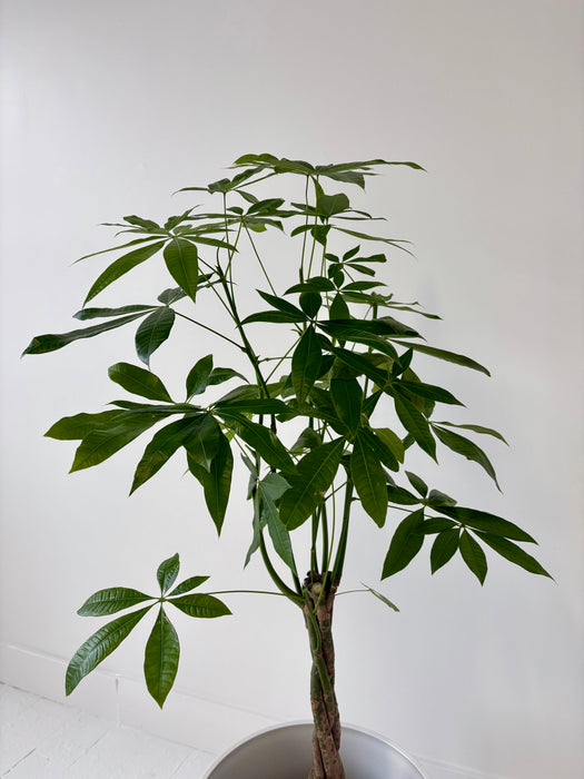Money Tree (Pachira Aquatica) - Braided Good Luck Plant