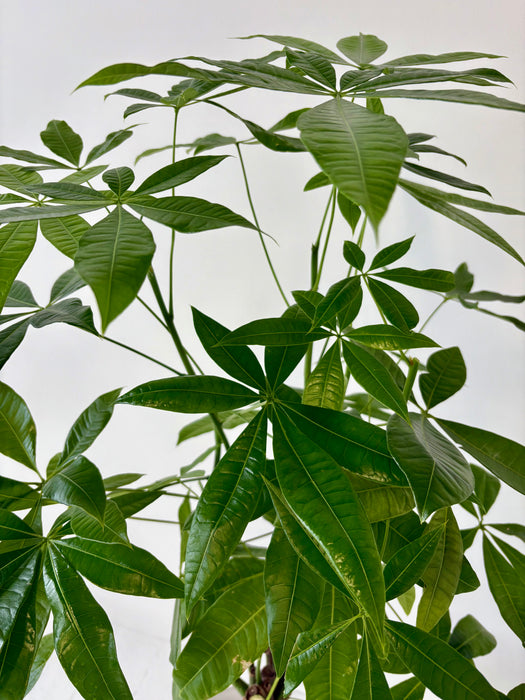 Money Tree (Pachira Aquatica) - Braided Good Luck Plant