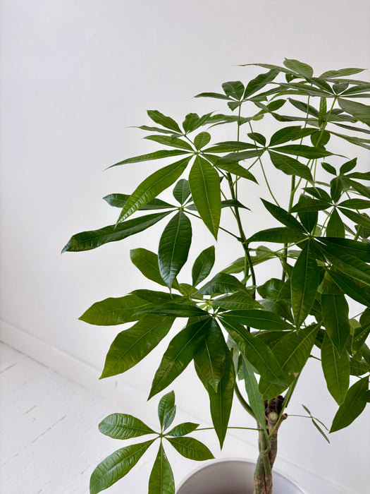 Money Tree (Pachira Aquatica) - Braided Good Luck Plant