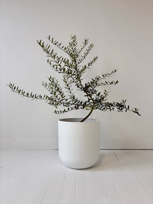 White pot with a small plant on a light wooden floor against a white wall