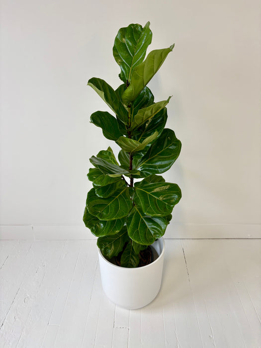 Fiddle Leaf Fig (Ficus Lyrata) - Premium Statement Indoor Tree