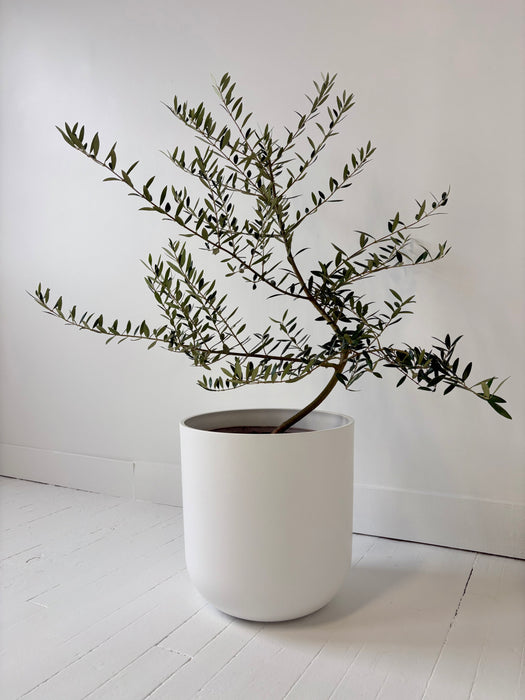 Olive Tree (Olea Europaea) - Mediterranean Statement Tree
