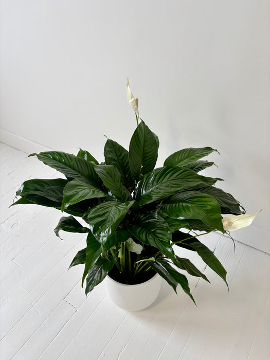 Peace Lily (Spathiphyllum) - Air-Purifying Flowering Plant