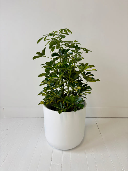 Umbrella Tree (Schefflera Arboricola) - Easy-Care Indoor Plant