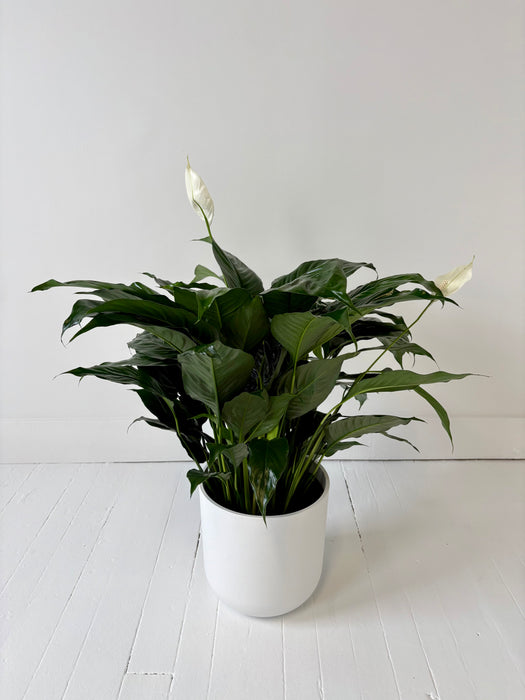 Peace Lily (Spathiphyllum) - Air-Purifying Flowering Plant
