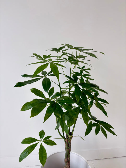 Money Tree (Pachira Aquatica) - Braided Good Luck Plant