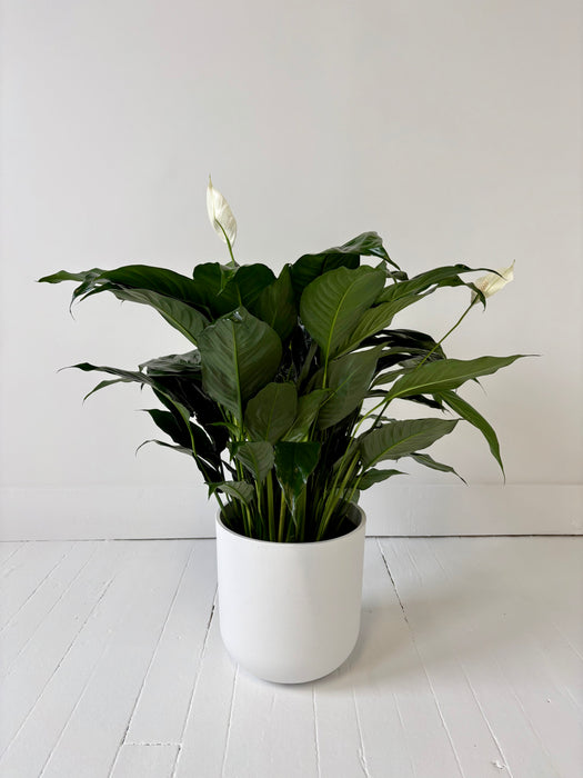 Peace Lily (Spathiphyllum) - Air-Purifying Flowering Plant