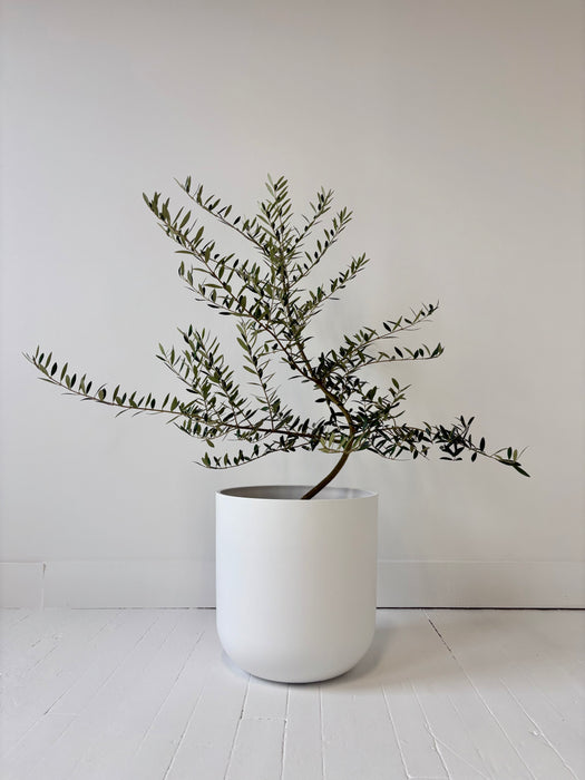 Olive Tree (Olea Europaea) - Mediterranean Statement Tree