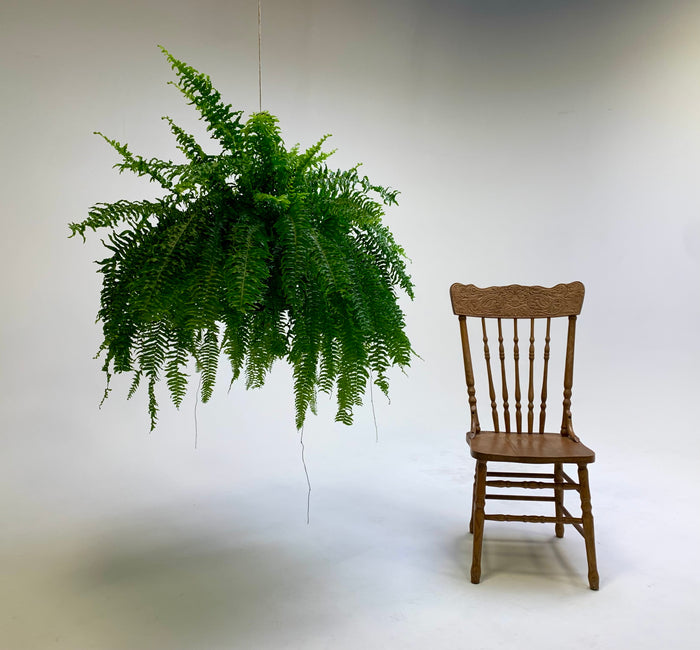 Hanging Plants