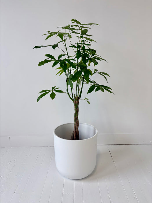 Money Tree (Pachira Aquatica) - Braided Good Luck Plant