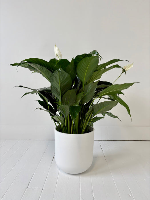 Peace Lily (Spathiphyllum) - Air-Purifying Flowering Plant