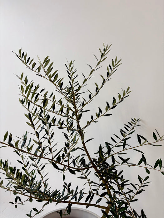 Olive Tree (Olea Europaea) - Mediterranean Statement Tree
