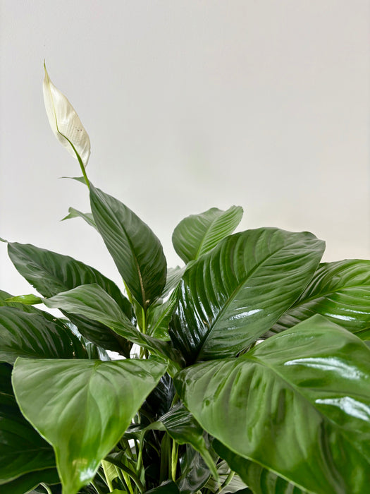 Peace Lily (Spathiphyllum) - Air-Purifying Flowering Plant