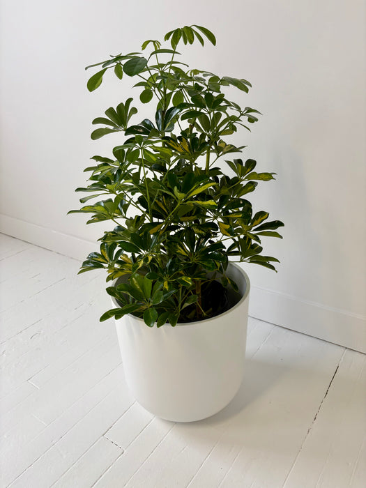 Umbrella Tree (Schefflera Arboricola) - Easy-Care Indoor Plant