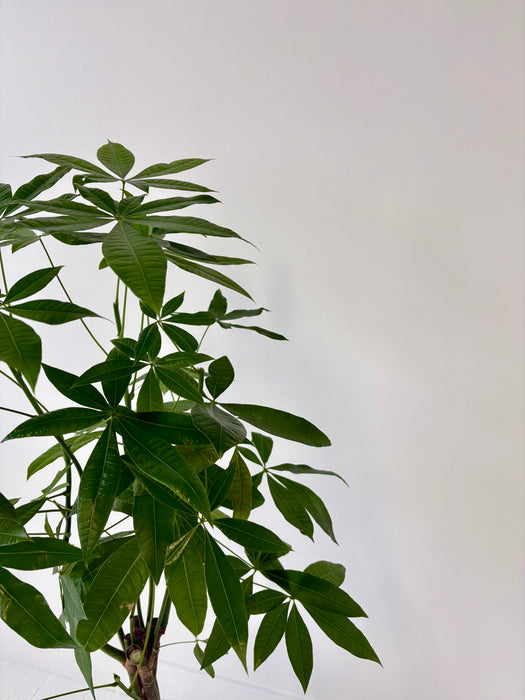 Money Tree (Pachira Aquatica) - Braided Good Luck Plant