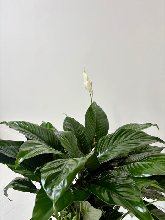 Peace Lily (Spathiphyllum) - Air-Purifying Flowering Plant