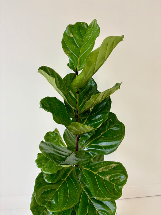 Fiddle Leaf Fig (Ficus Lyrata) - Premium Statement Indoor Tree