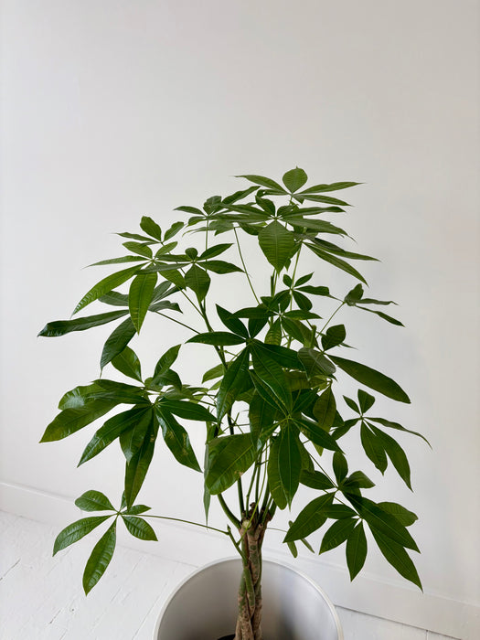 Money Tree (Pachira Aquatica) - Braided Good Luck Plant