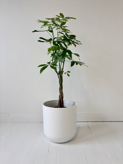 Money Tree (Pachira Aquatica) - Braided Good Luck Plant