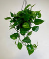 Hanging green plant against a plain background