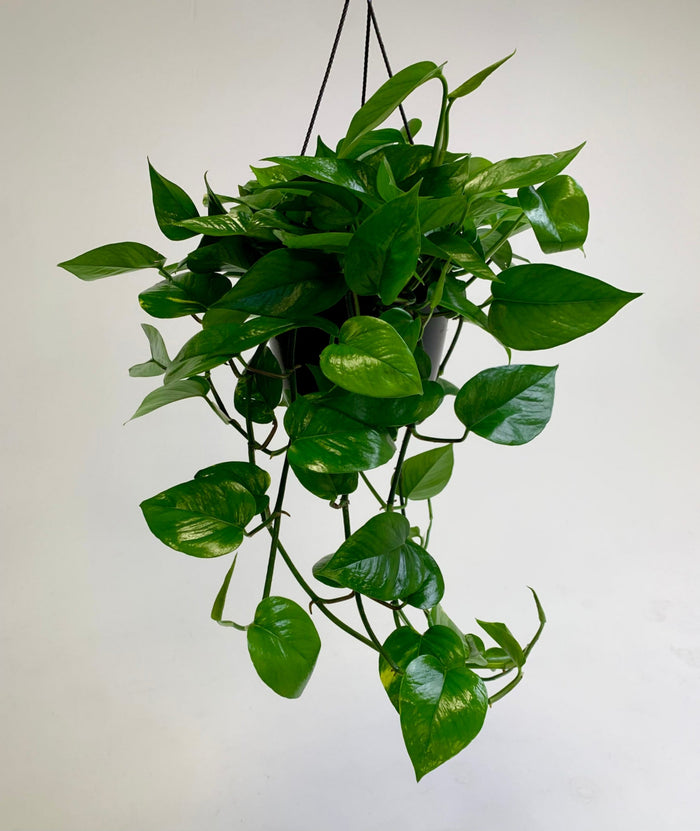Hanging Plants