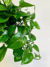 Hanging green plant with large leaves on a light background
