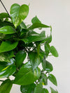Green leafy plant against a plain background