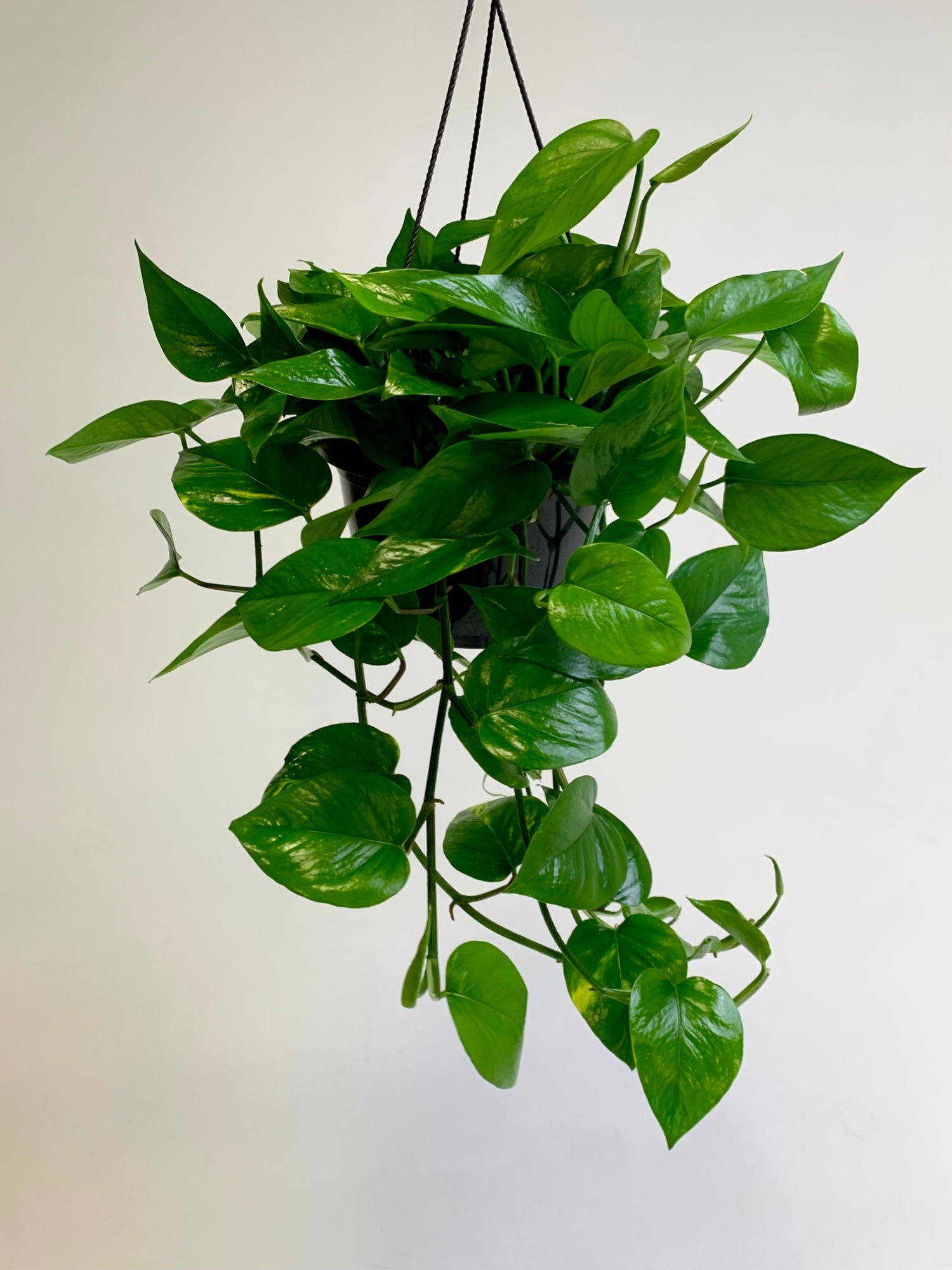 Hanging green plant with a plain background