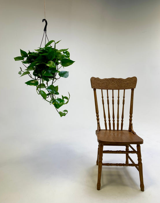 Golden Pothos (Epipremnum Aureum) - Easy-Care Hanging Plant
