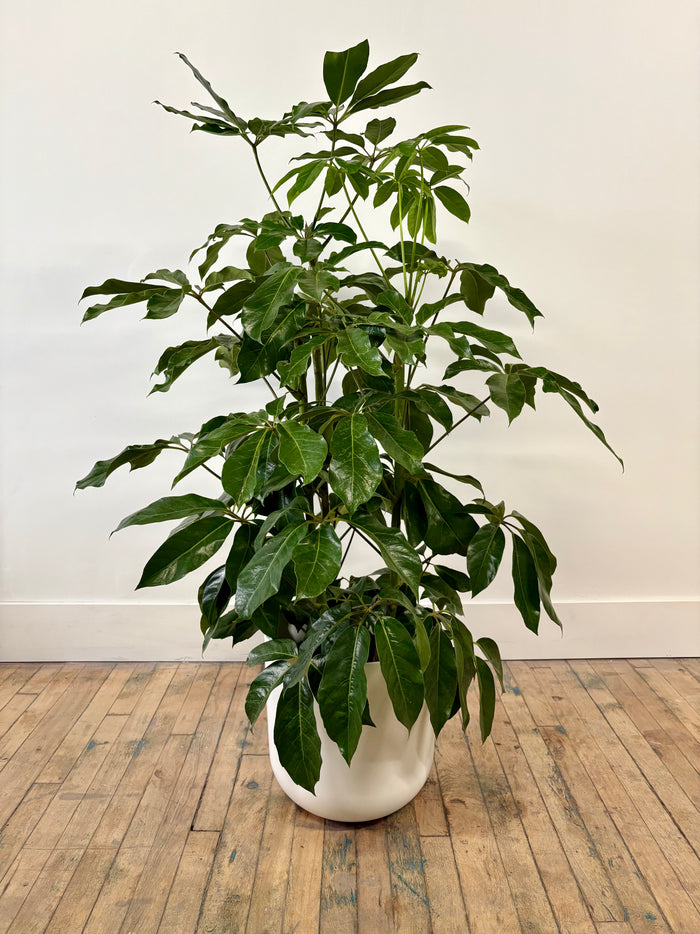 Air-Purifying Plants