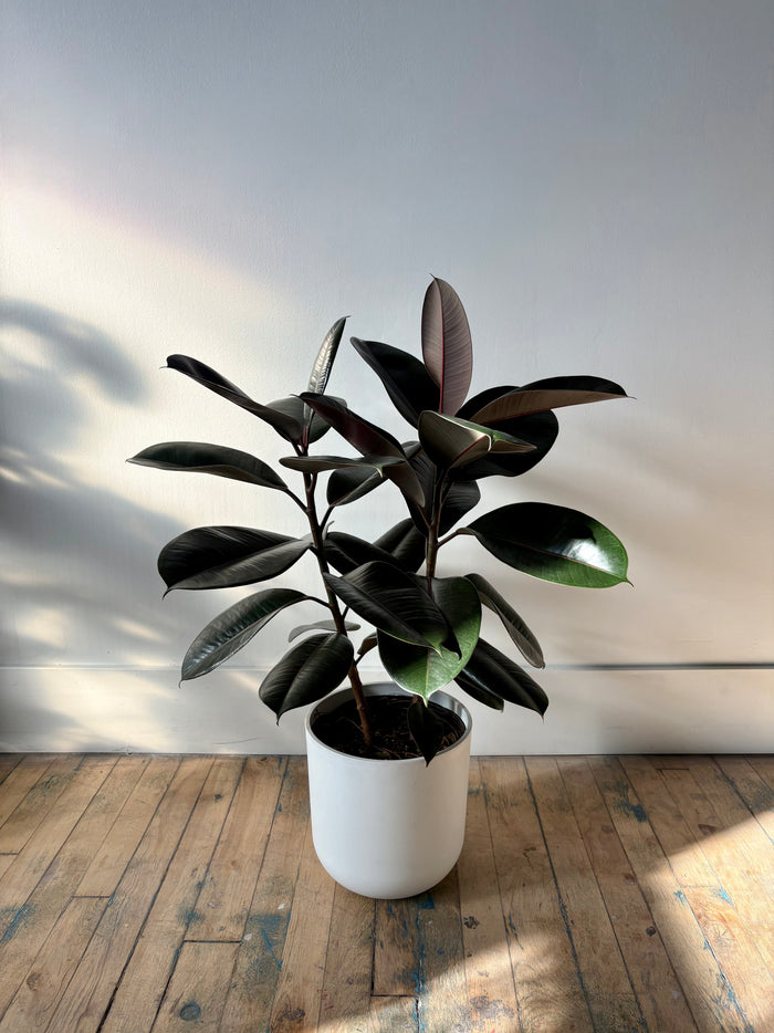Air-Purifying Plants