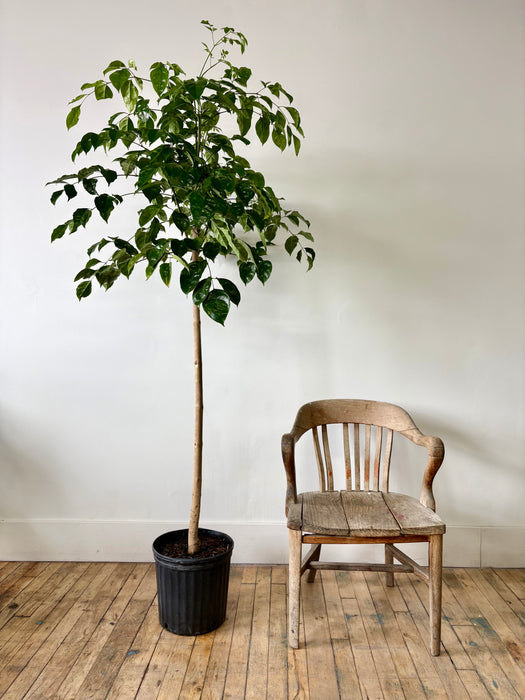 Radermachera Sinica (China Doll Plant) - Lush Indoor Tree | 14 Inch Pot