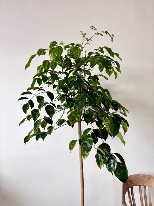 Radermachera Sinica (China Doll Plant) - Lush Indoor Tree | 14 Inch Pot
