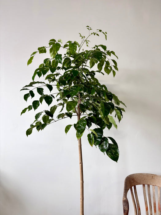 Radermachera Sinica (China Doll Plant) - Lush Indoor Tree | 14 Inch Pot