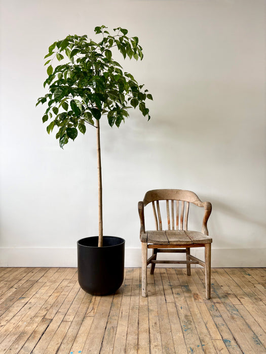 Radermachera Sinica (China Doll Plant) - Lush Indoor Tree | 14 Inch Pot