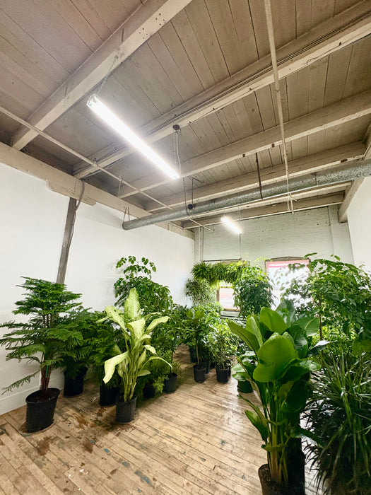 Book Plant Studio Visit - Expert Consultation & Shopping Montreal