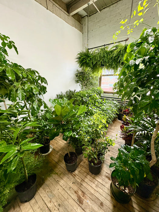 Book Plant Studio Visit - Expert Consultation & Shopping Montreal