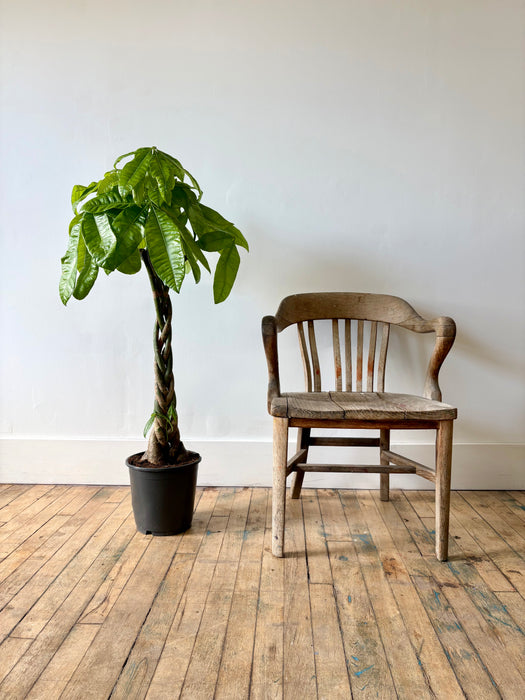 Arbre à argent