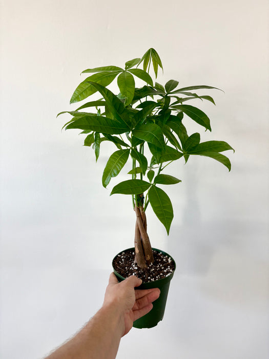 Money Tree (Pachira Aquatica) - Braided Good Luck Plant | 6 Inch Pot