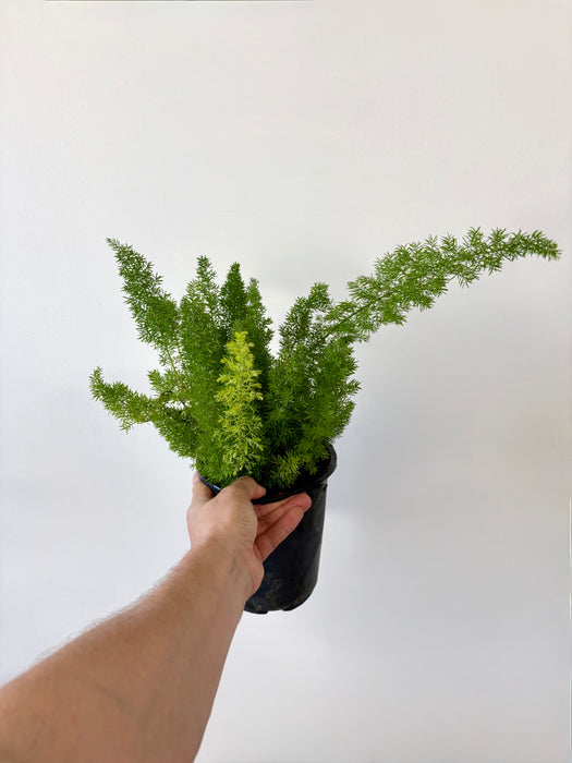 Foxtail Fern (Asparagus Densiflorus) - Feathery Statement Plant | 6 Inch Pot