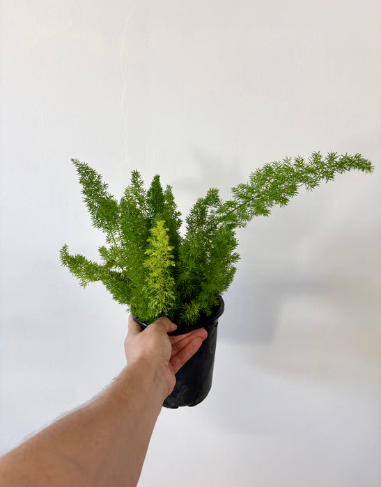 Foxtail Fern (Asparagus Densiflorus) - Feathery Statement Plant | 6 Inch Pot