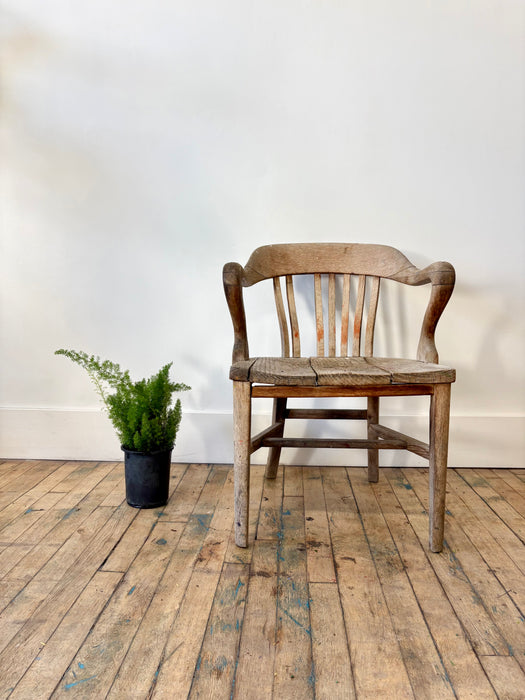 Foxtail Fern (Asparagus Densiflorus) - Feathery Statement Plant | 6 Inch Pot