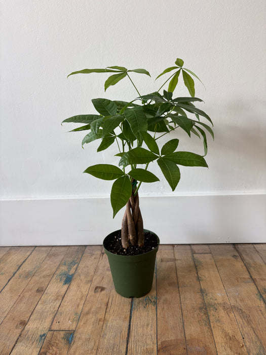 Money Tree (Pachira Aquatica) - Braided Good Luck Plant | 6 Inch Pot