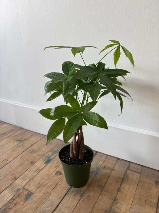 Money Tree (Pachira Aquatica) - Braided Good Luck Plant | 6 Inch Pot