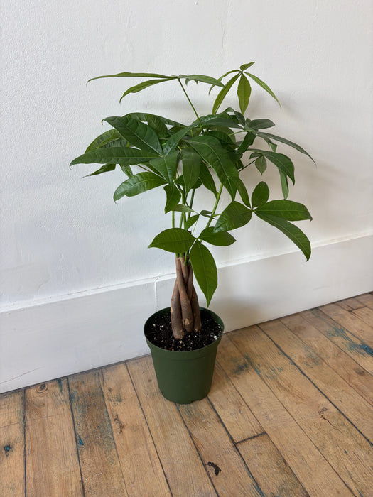 Money Tree (Pachira Aquatica) - Braided Good Luck Plant | 6 Inch Pot