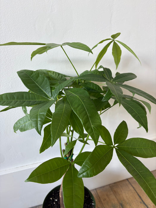 Money Tree (Pachira Aquatica) - Braided Good Luck Plant | 6 Inch Pot